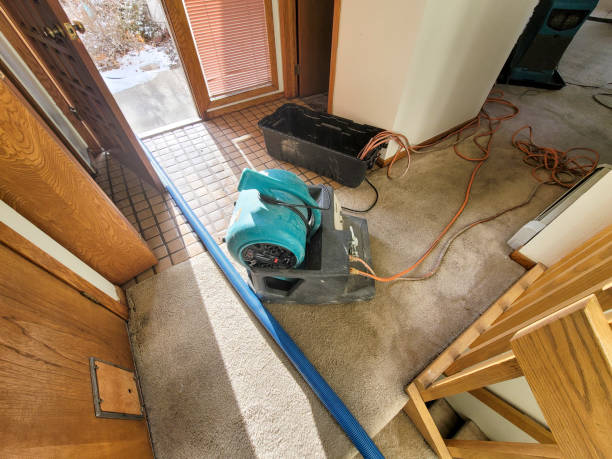 Best Mold removal after water damage  in Thomaston, NY
